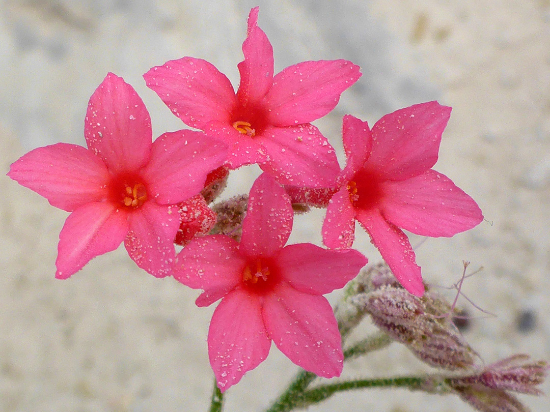 Four flowers