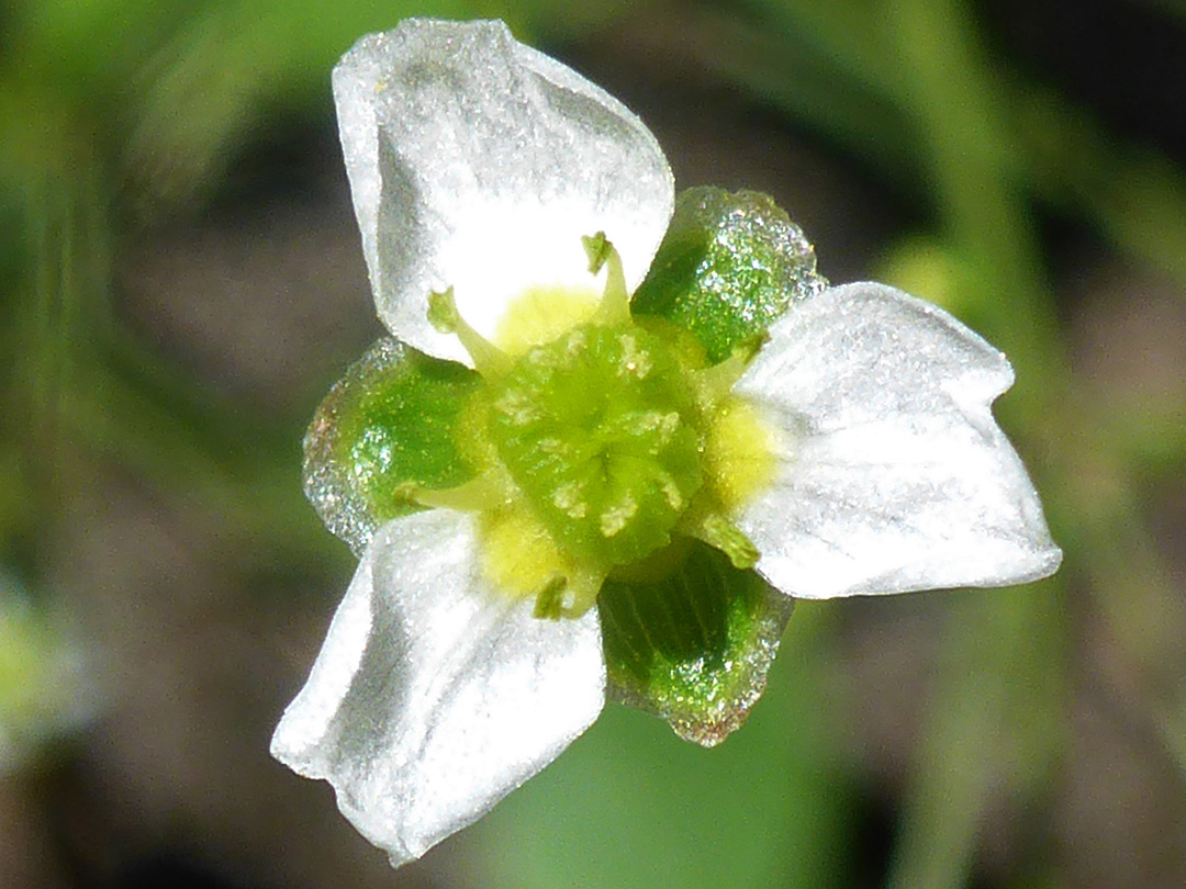 White flower