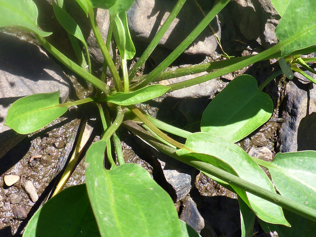 Long-stalked basal leaves