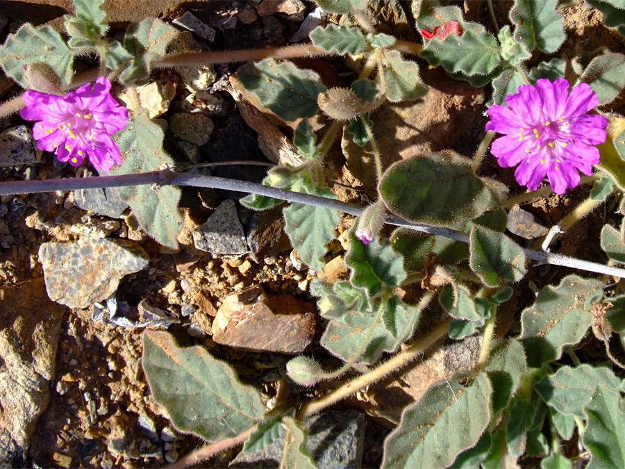 Pink flowers and furry green leaves