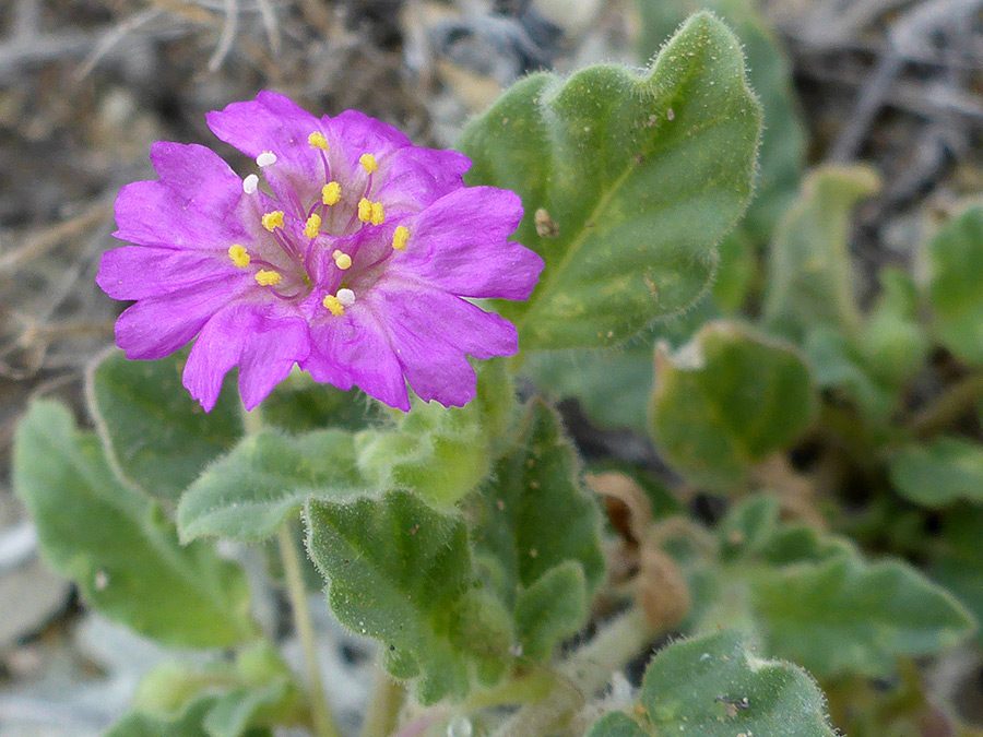 Yellow-tipped stamens