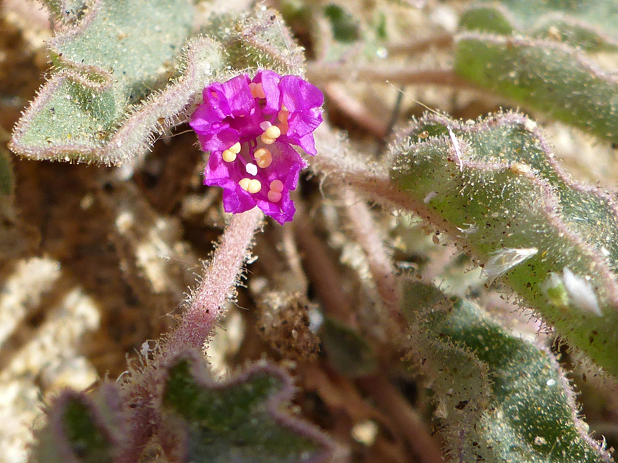 Opening flower