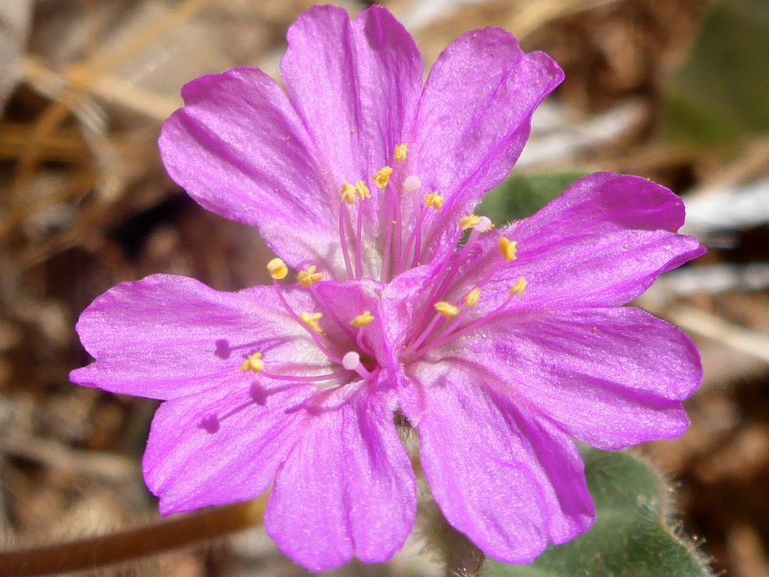 Lobed pink petals