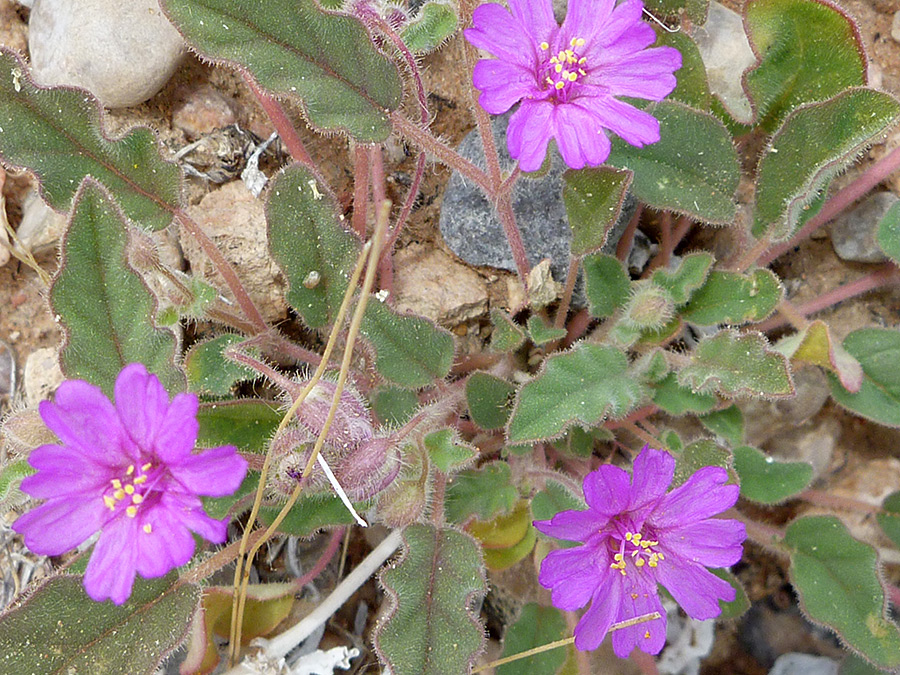 Three flowers