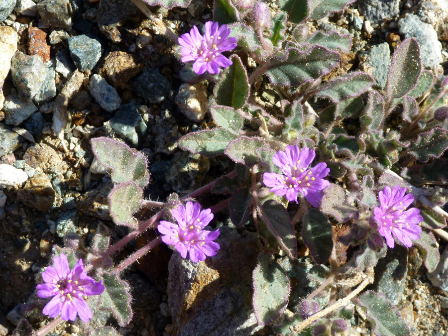 Hairy leaves and stems