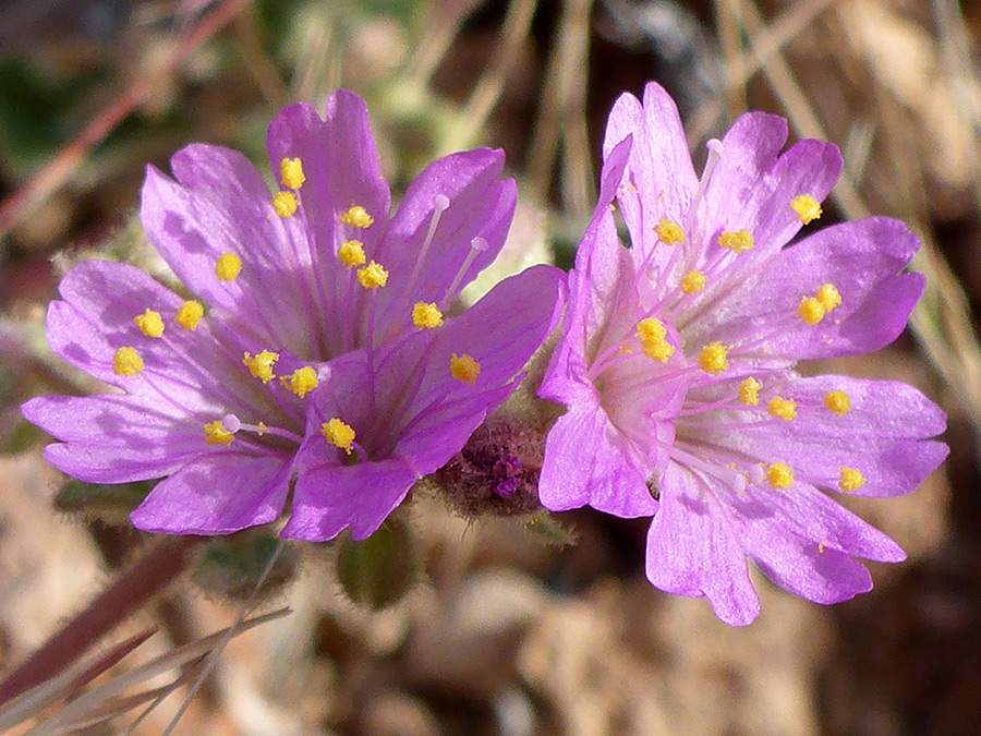 Two flowers