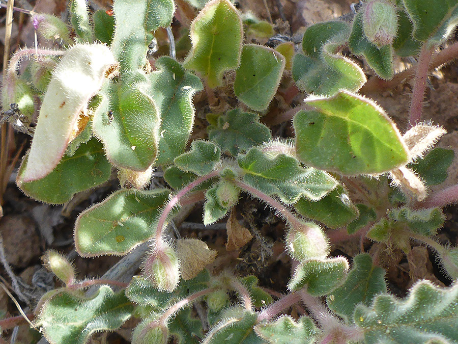 Softly hairy leaves