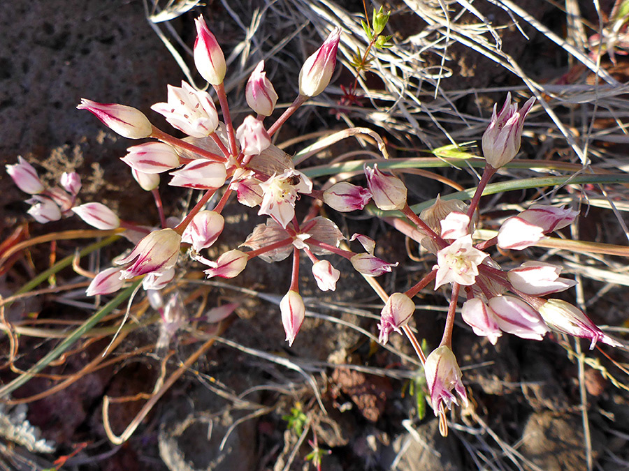 Purple-white flowers