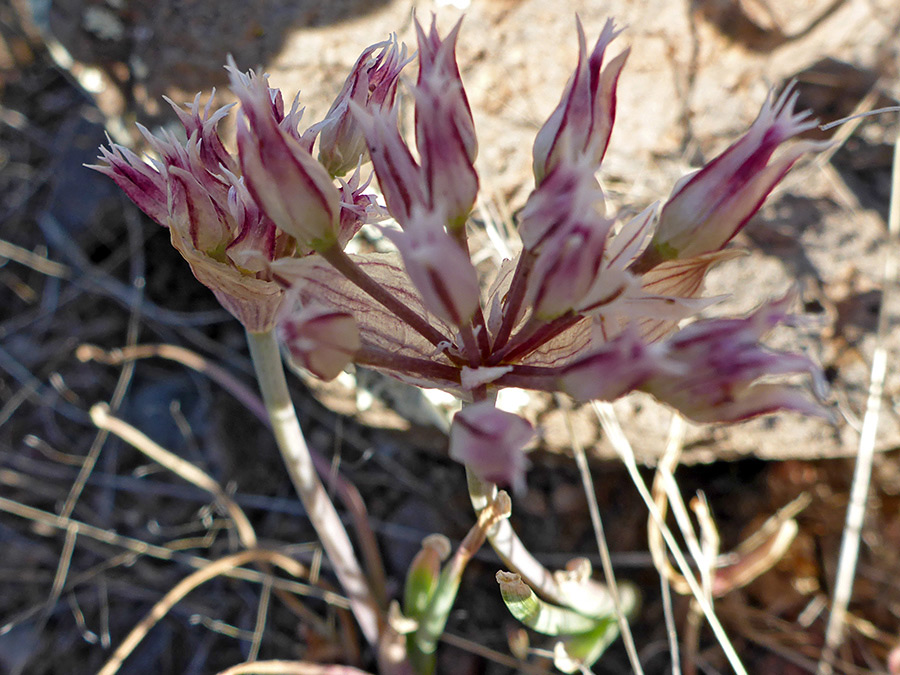 Flower cluster