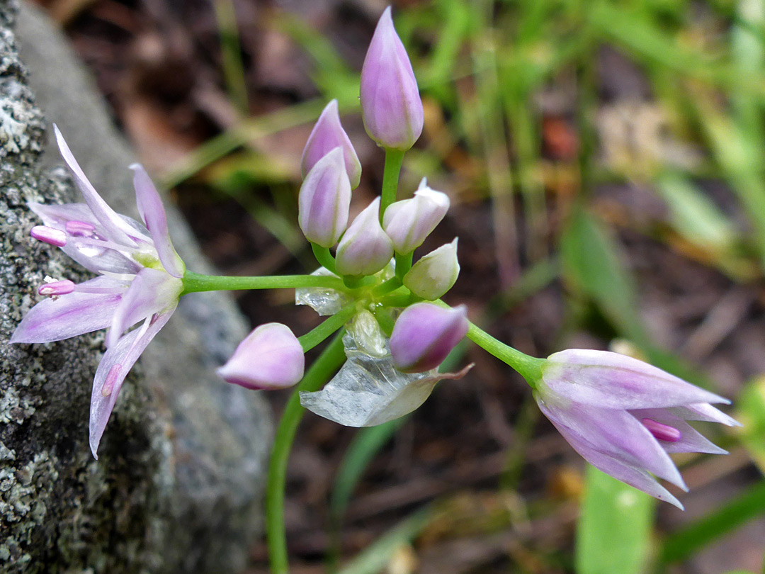 Buds and flowers