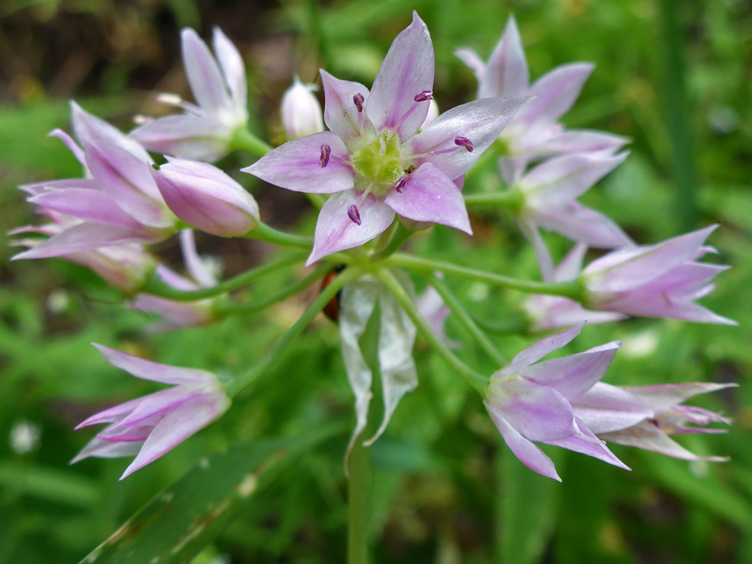 Pink petals and purple anthers