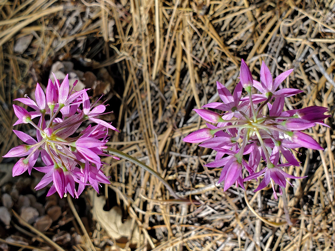 Two flower clusters