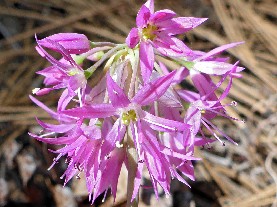 Richly-colored flowers