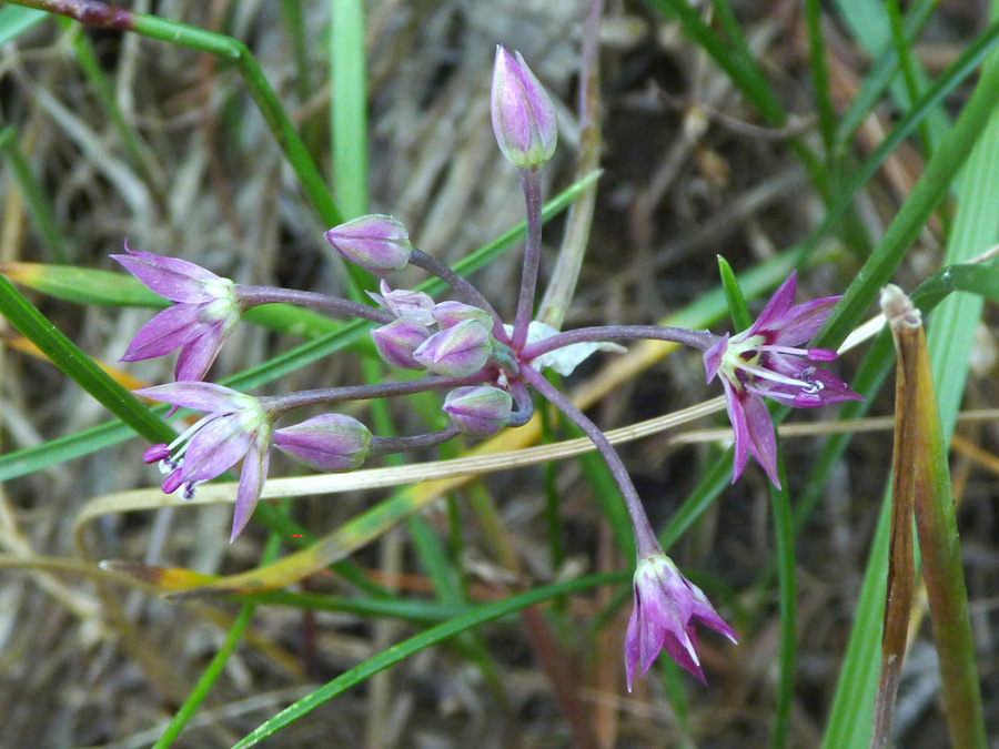 Pink-purple flowers