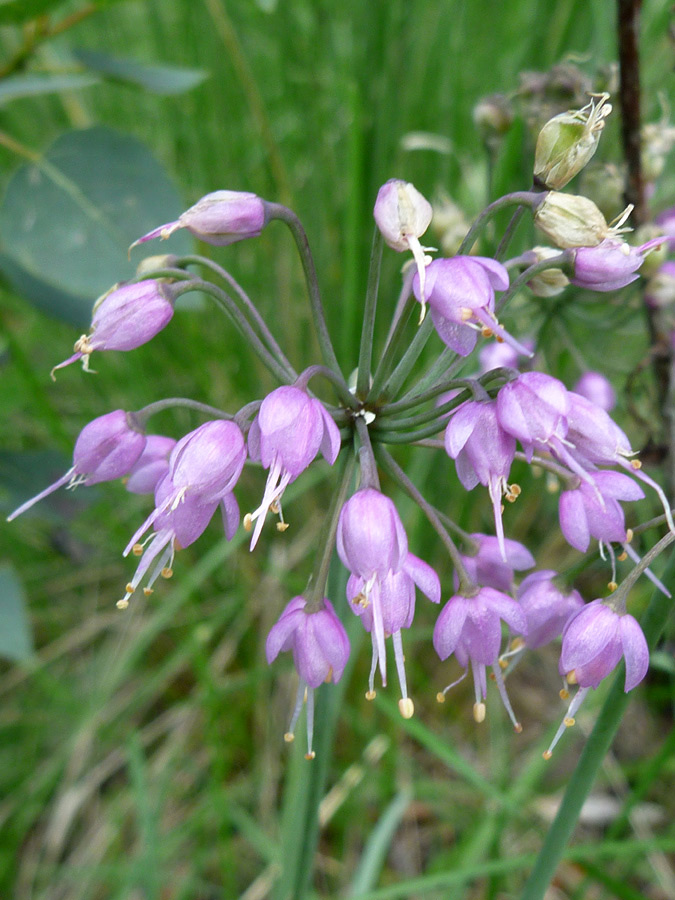 Flower cluster