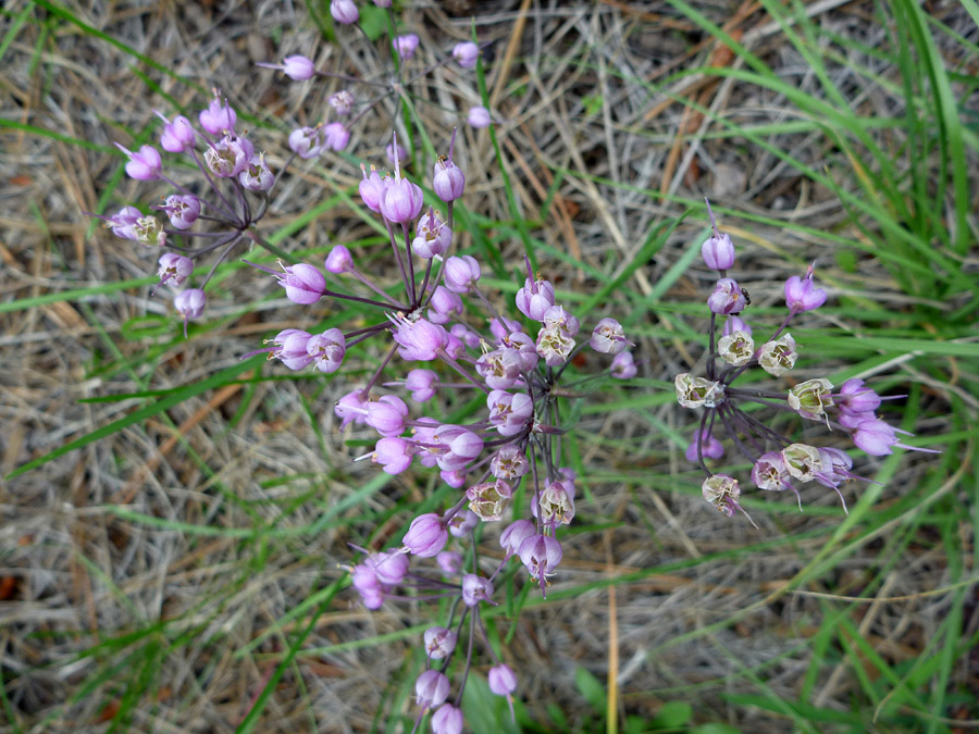 Six flowerheads