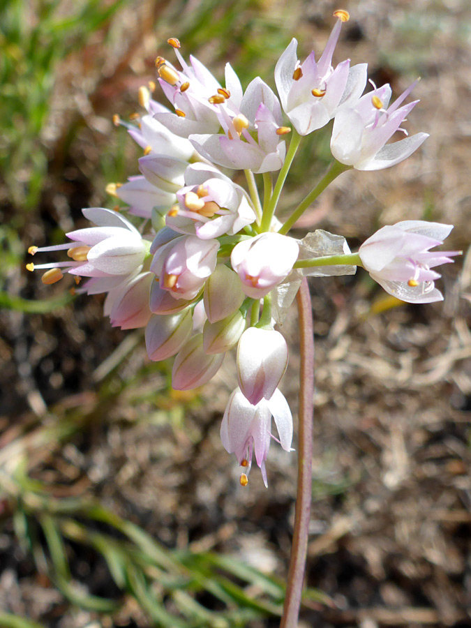 Spherical inflorescence