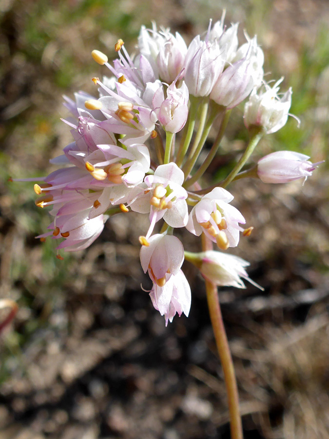 Pale pink flowers