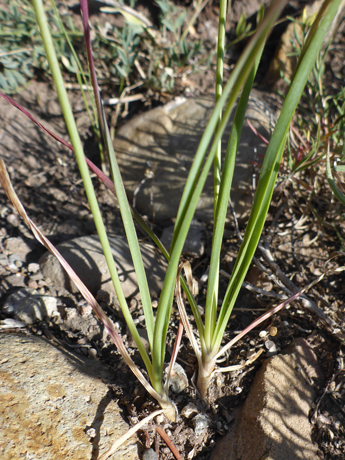 Basal leaves