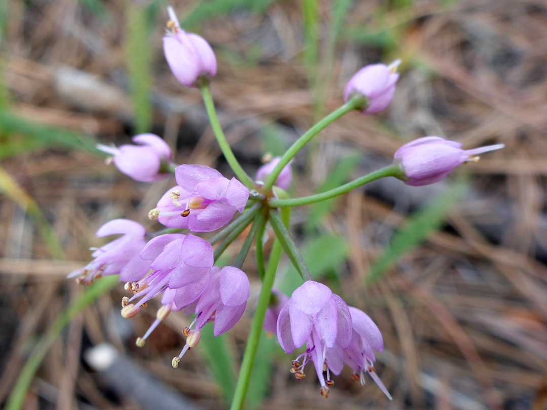 Cluster of pink flowers