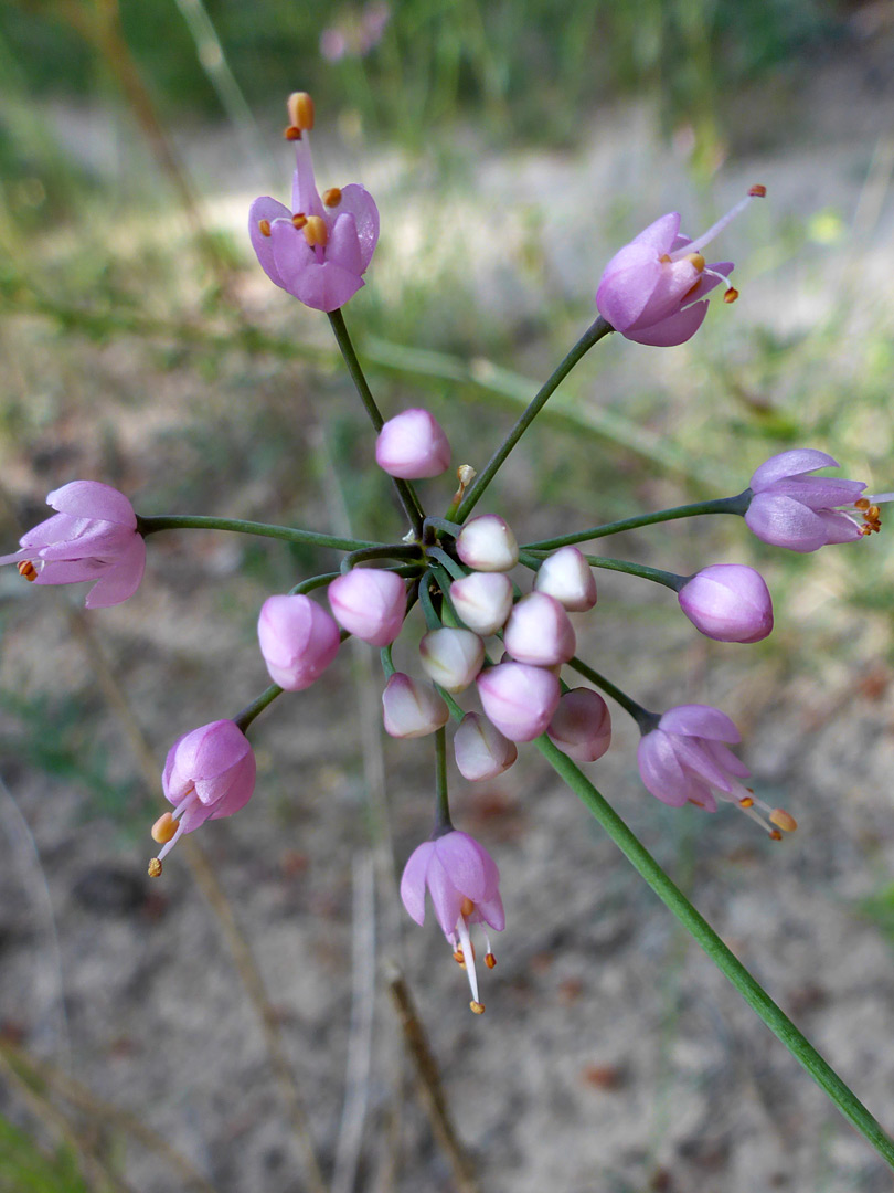 Flowers and buds