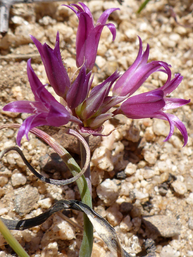 Leaves and flowers