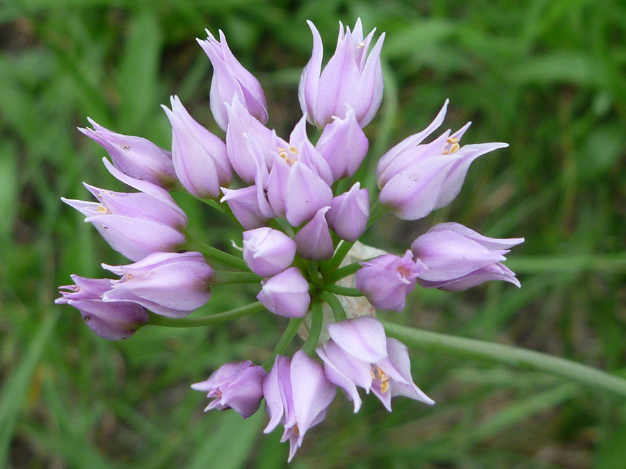 Opening flowers