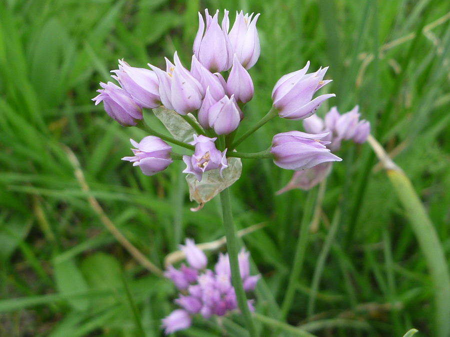 Pink flowers