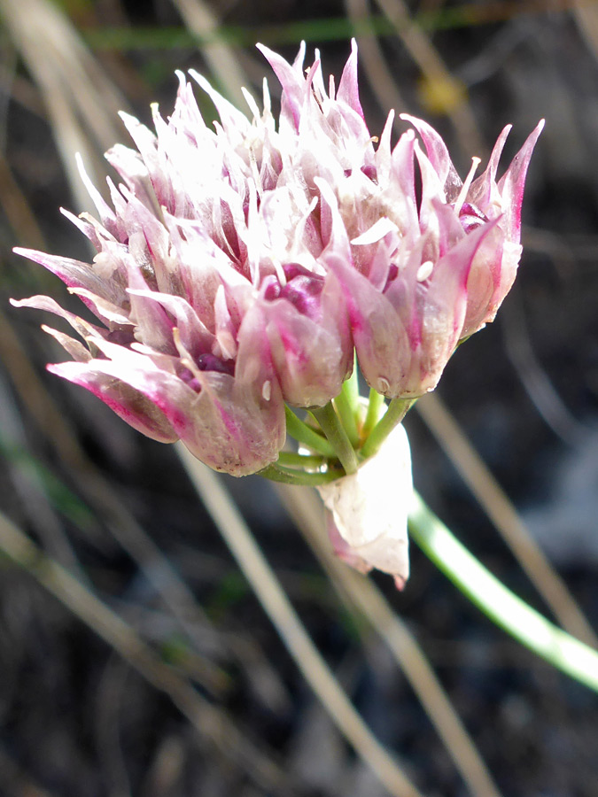 Withering flowers