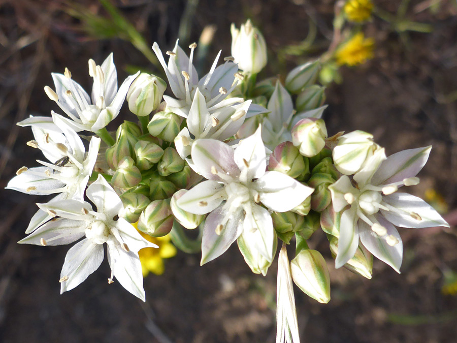 Two flower clusters