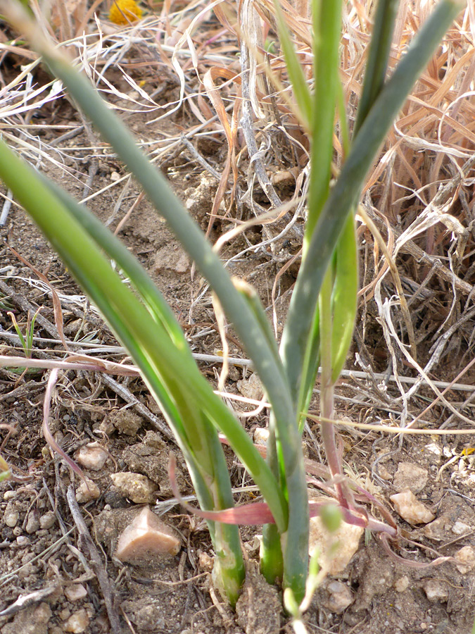 Basal leaves