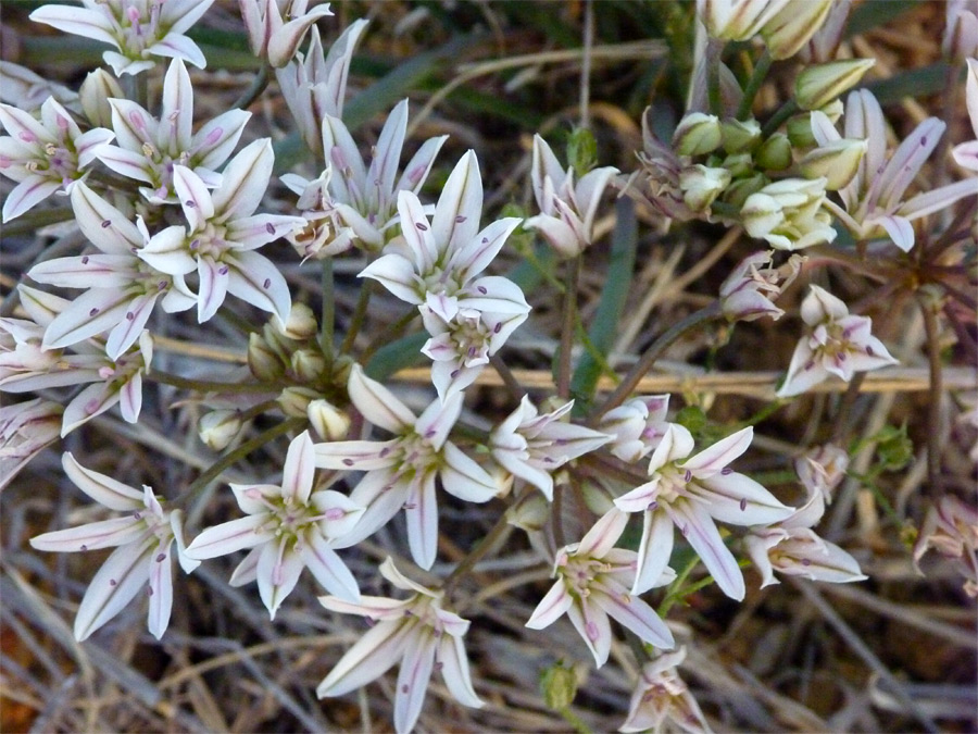 White-pink petals