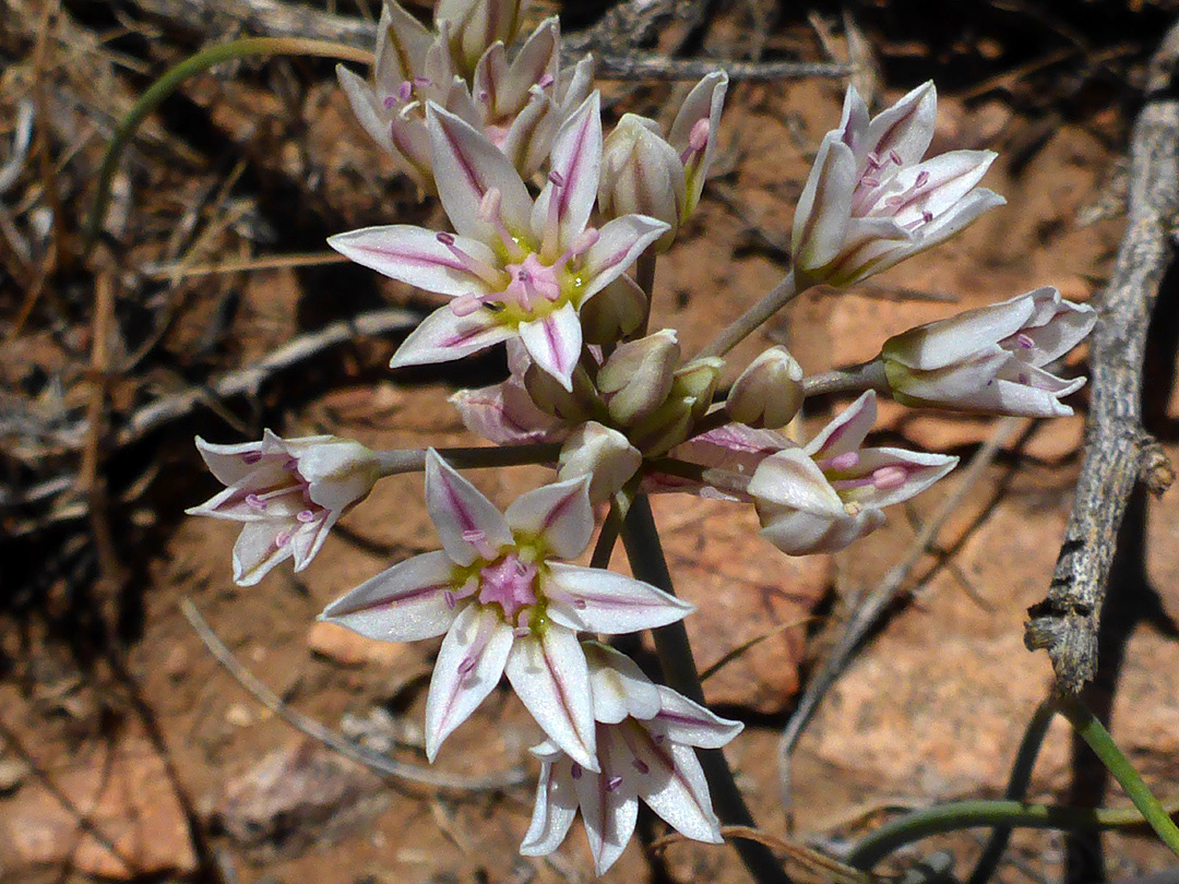 Pink-striped white petals