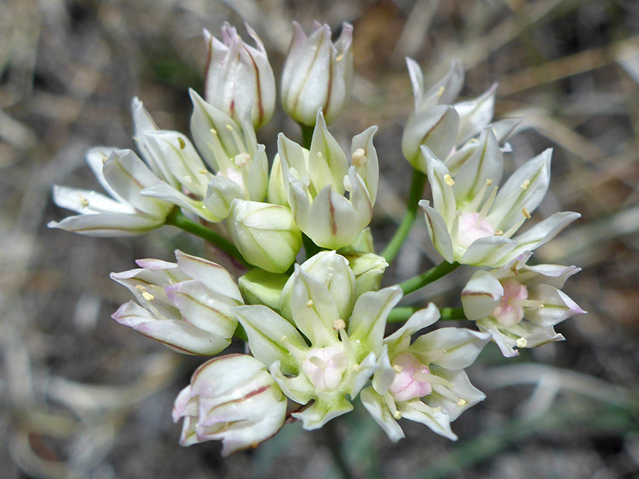 Greenish flowers