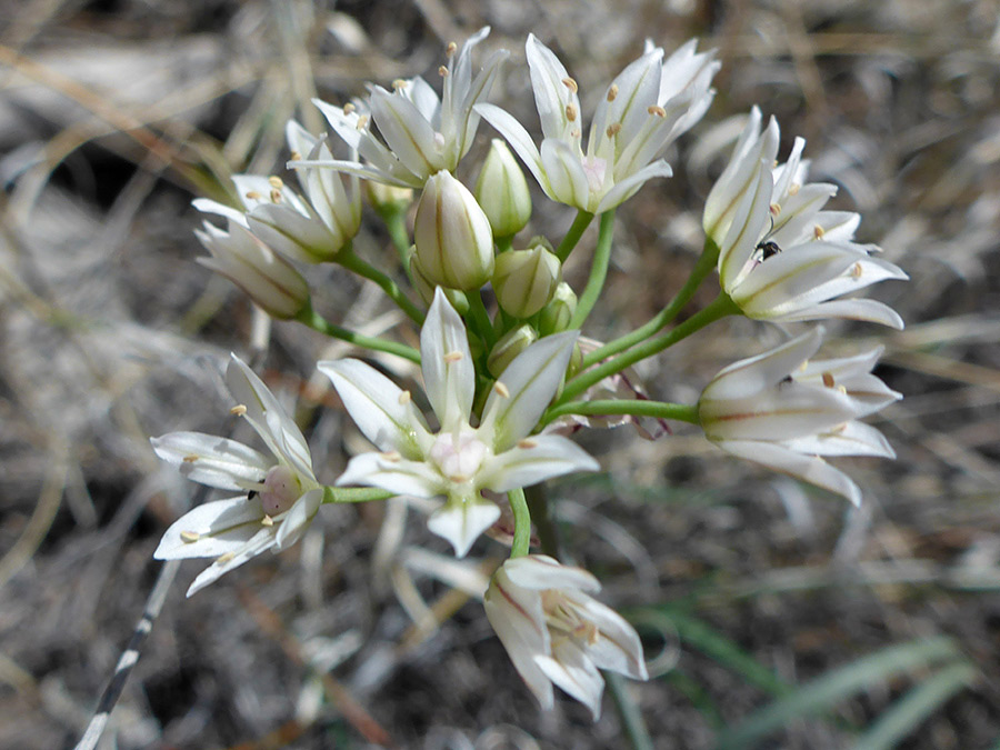 Green pedicels