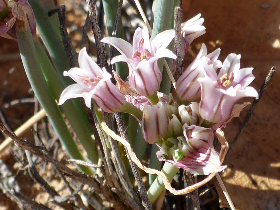 Bell-shaped flowers