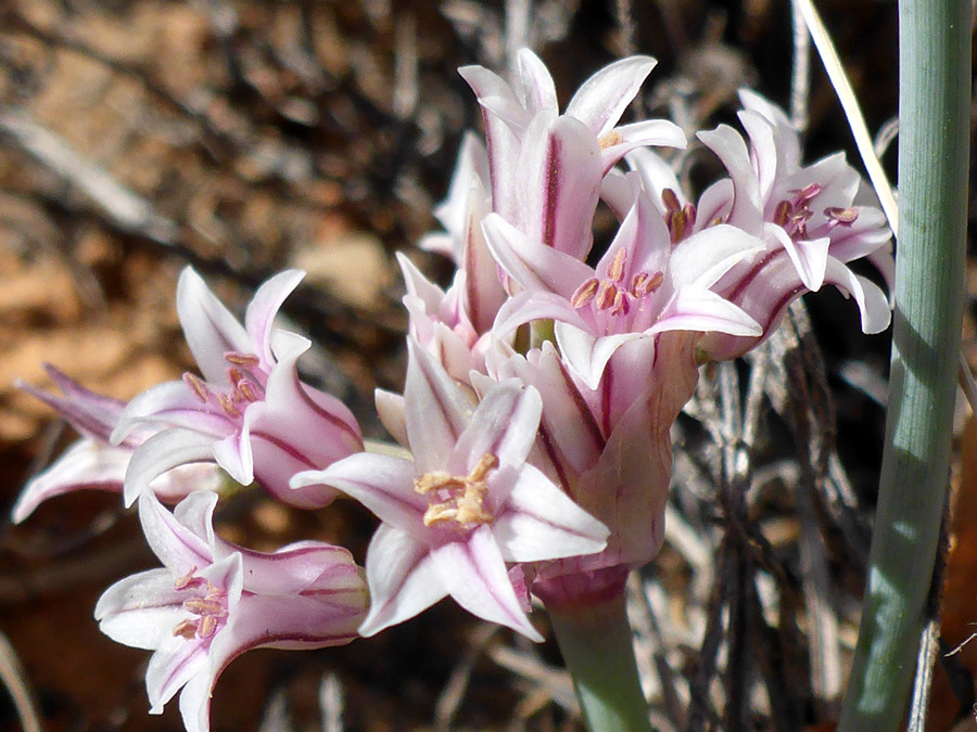 Pink flowers