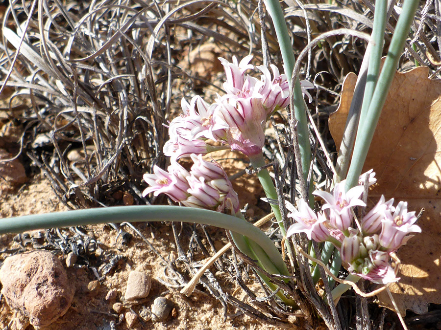 Stems and flowers