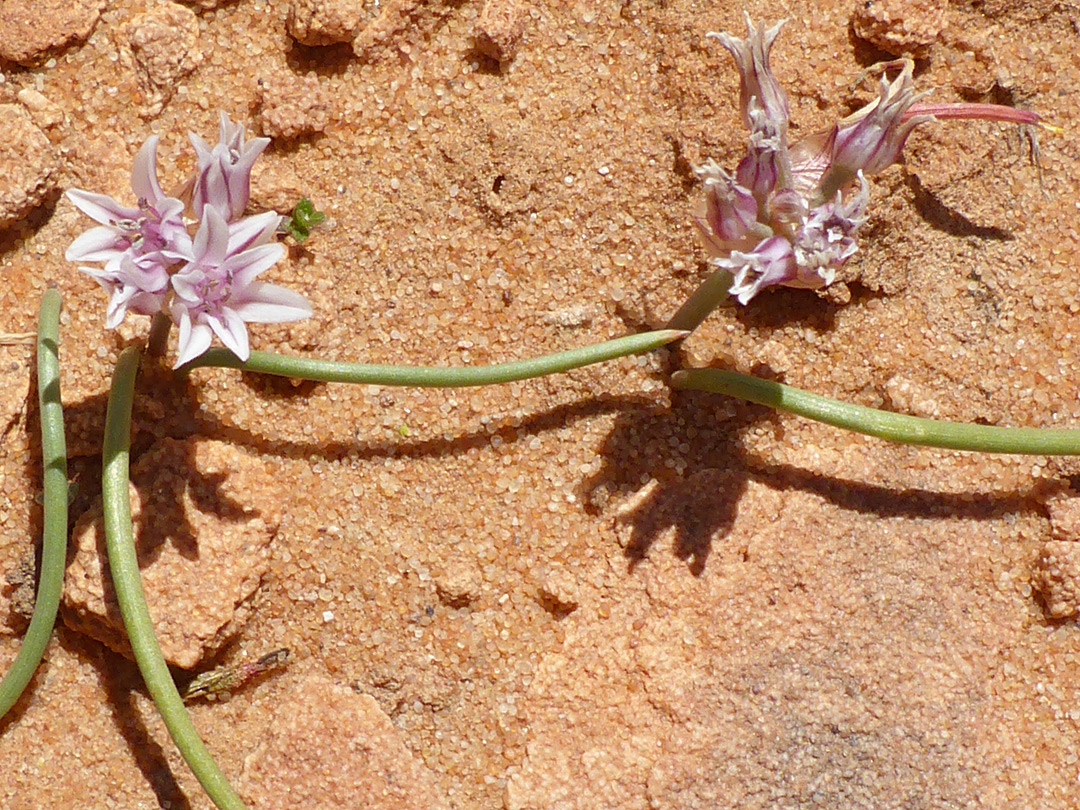 Leaves and flowers