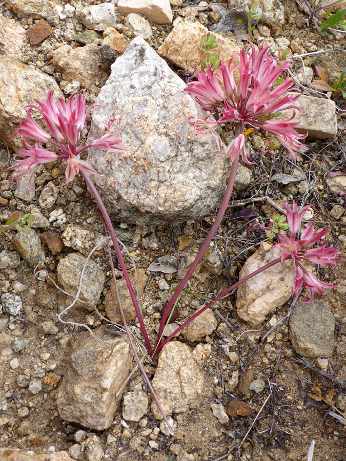 Three stems