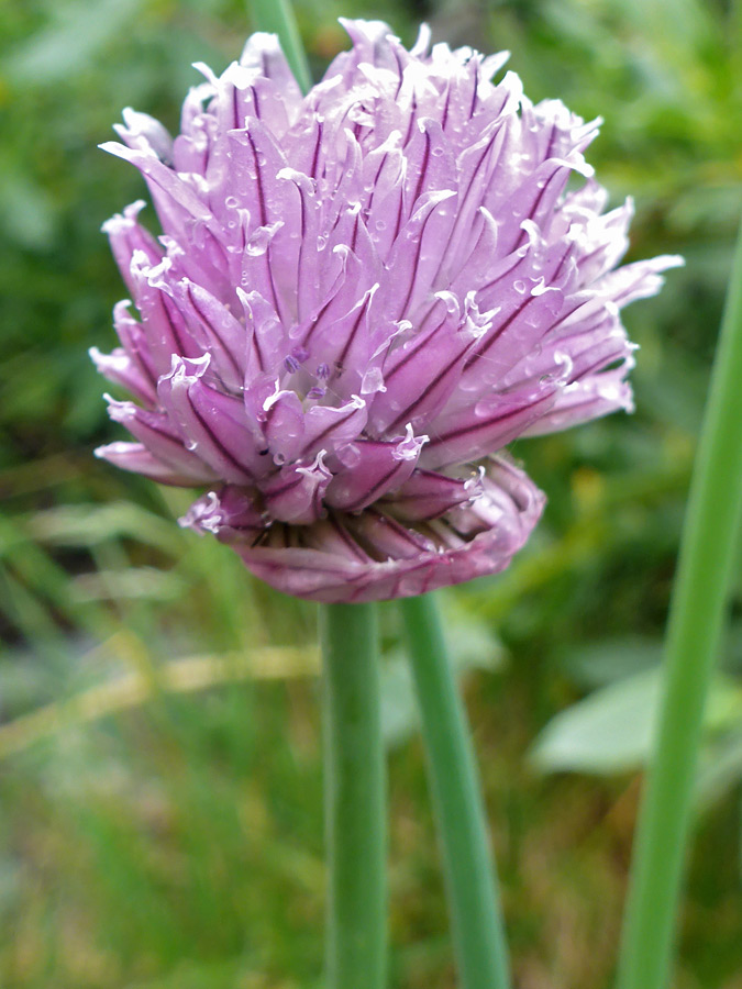 Pink flowers