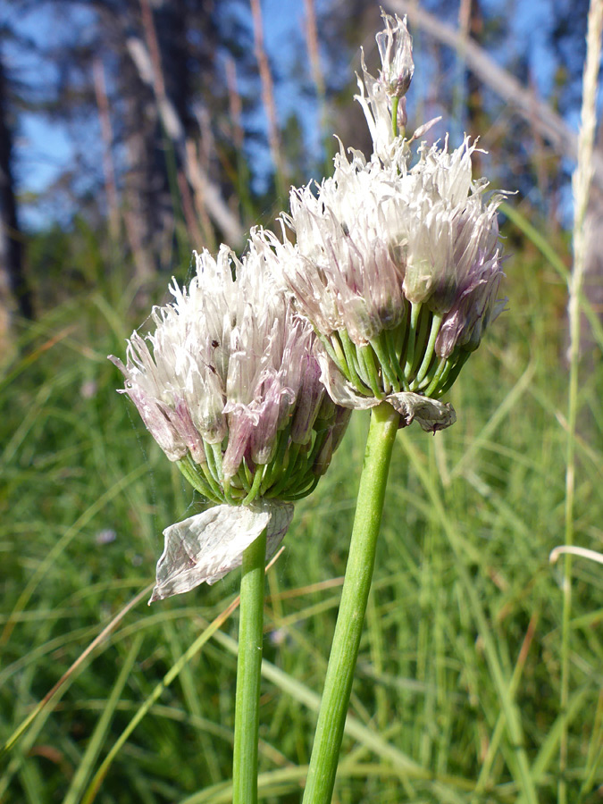 Two clusters