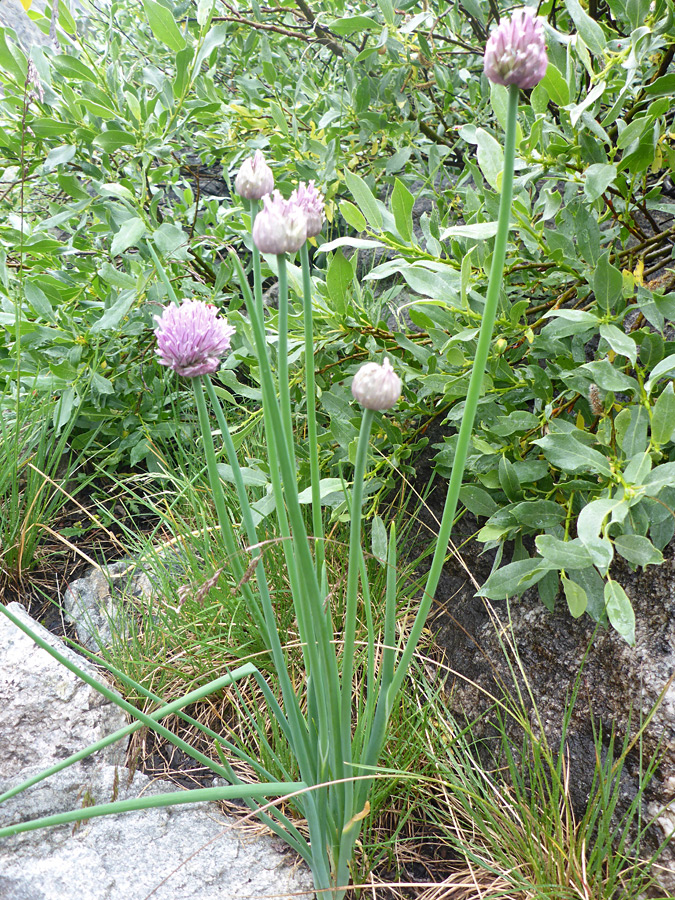 Group of stalks