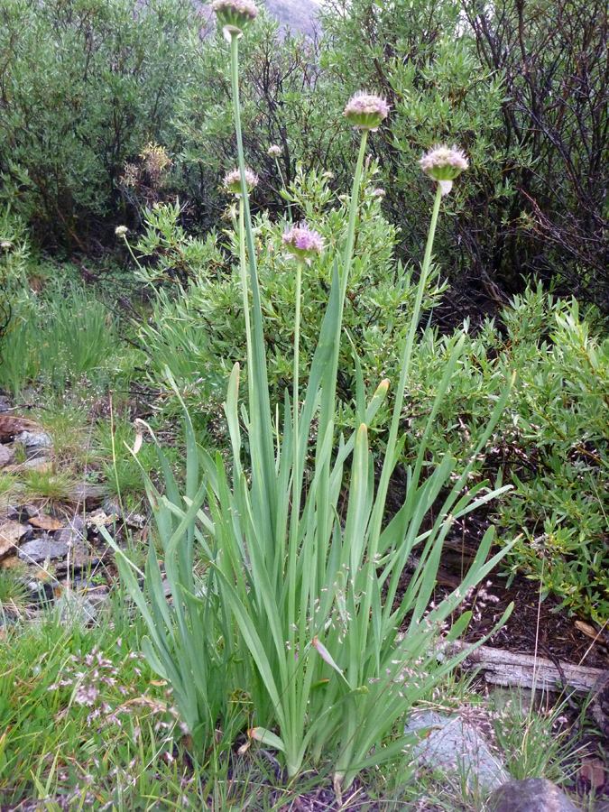 Tall flower stems