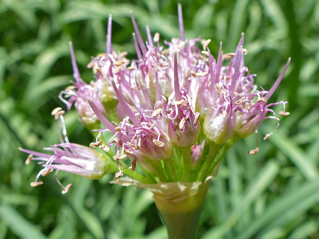 Withering flowers