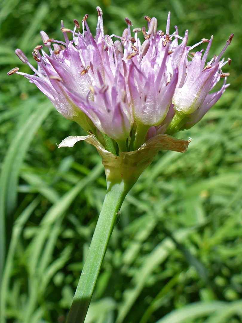 Flowers and bracts