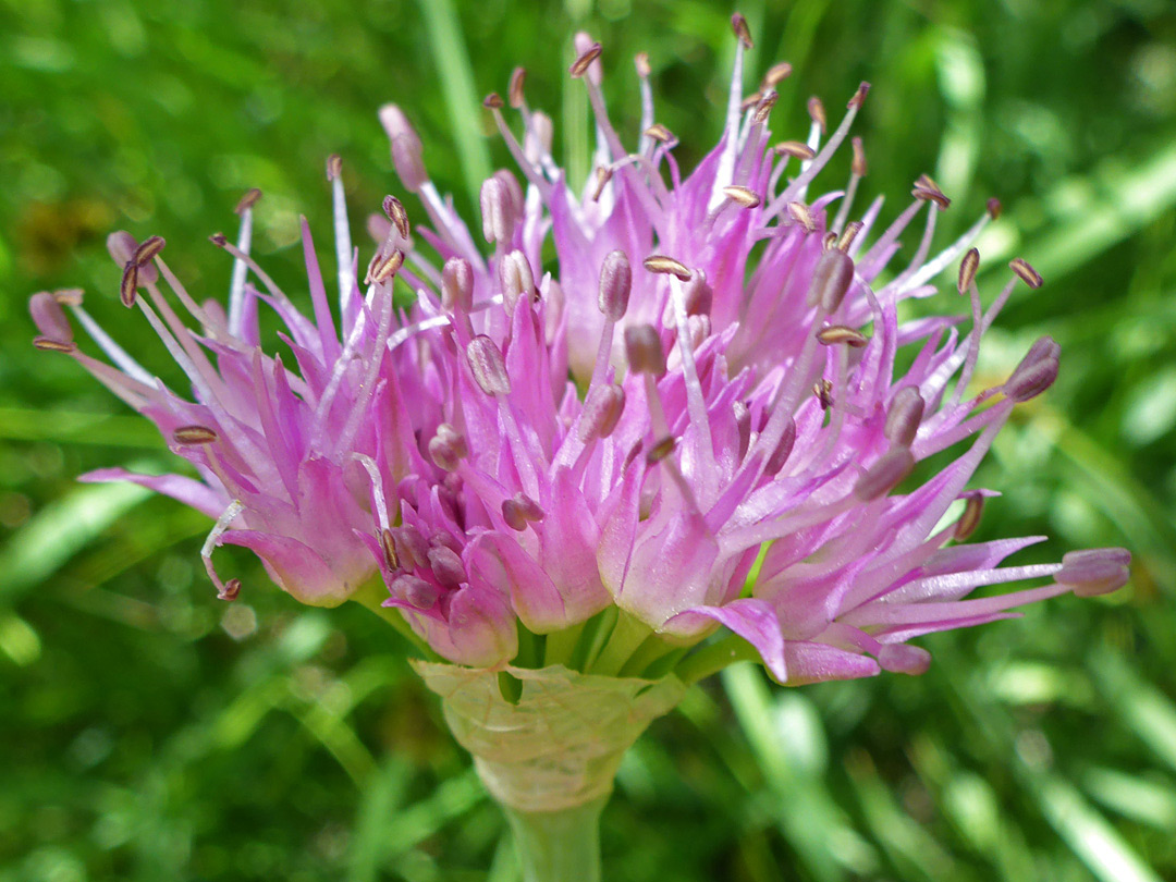 Exserted stamens