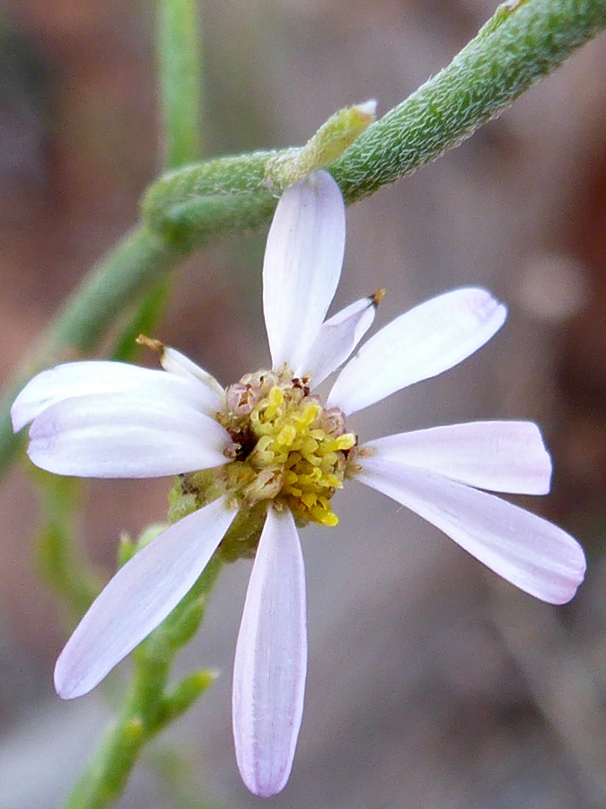 Flowerhead and stem