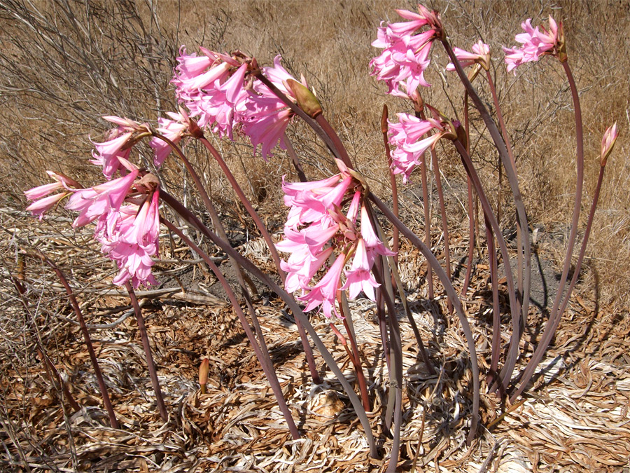 Leafless stems