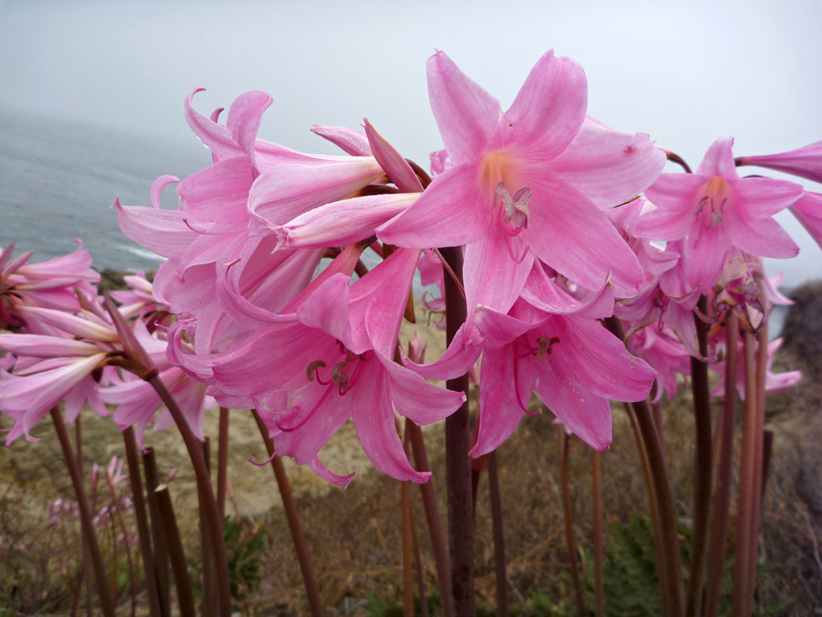 Group of flowers